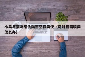 小鸟与猫咪结仇隔窗空投粪便（鸟对着猫喷粪怎么办）