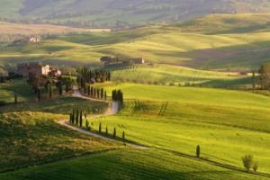 世界杯寡妇,现代孤独的慰藉与象征世界杯寡妇